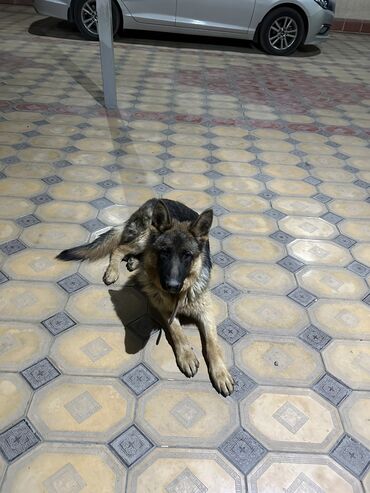 дом собака: Продается немецкая овчарка Кобель со всеми документами, причина