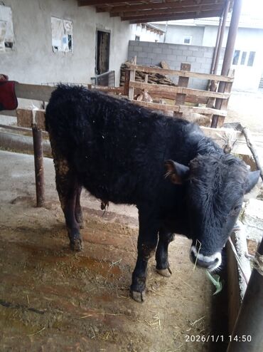 Коровы, быки: Продаю | Бык (самец) | Для разведения — 1