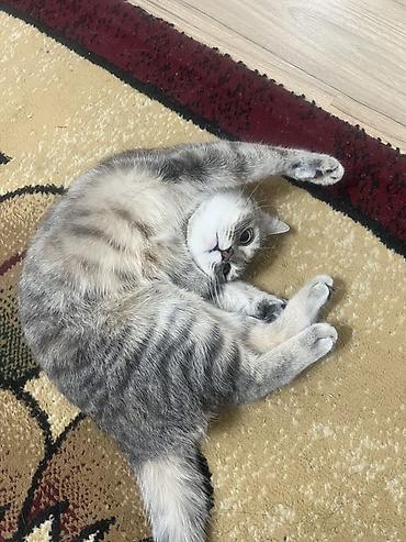 scottish fold: Кошка даром: Скотиш Страйт (Шотландская прямоухая), 1 год, Девочка, Метис, Приучена к лотку — 2