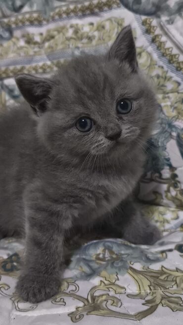 Pişiklər: Dişi, Erkək, Yaxşı əllərə, Ünvandan götürmə -da lalafo.az — 19 Pişiklər: Dişi, Erkək, Yaxşı əllərə, Ünvandan götürmə — 19