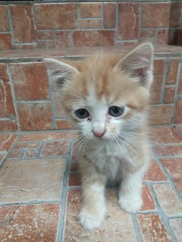 Мышыктар: Котята, домашние. в хорошие руки Описание: - Окрас: два рыже-белых — 5