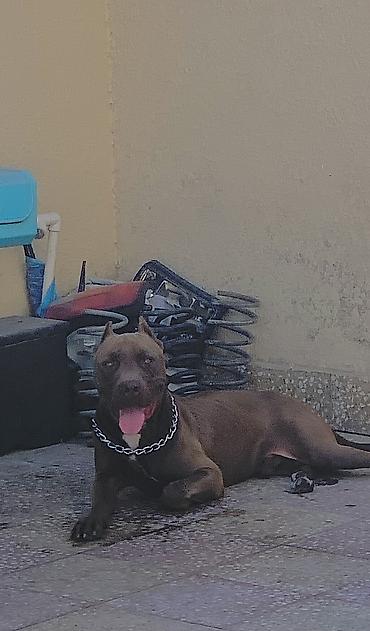 sahiblendirmə: Pitbul, 11 ay, Erkək, Ünvandan götürmə — 1