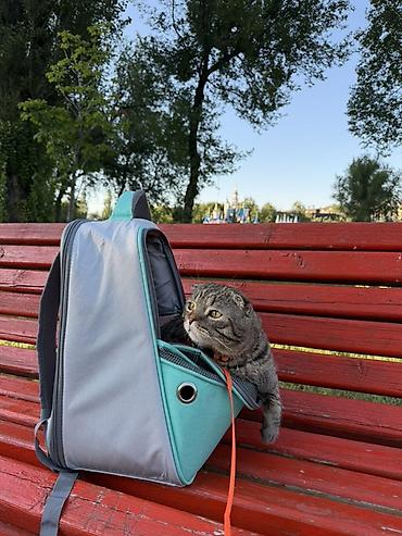 продать кошку: Скотиш Фолд (Шотландская вислоухая), 1 год, Мальчик, Приучена к лотку — 4