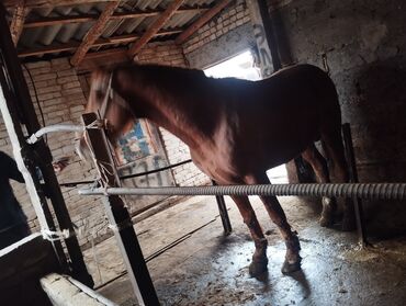 Лошади, кони: Продаю | Конь (самец) | Дончак | Для разведения | Племенные