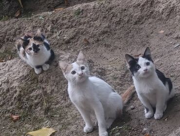 продаю котят бишкек: Котята, помёт из трёх малышей. - Возраст: 2,5 - Окрас: -
