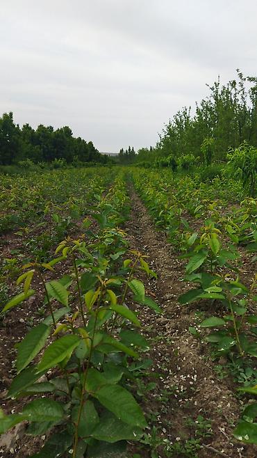 Другие фруктовые и ягодные растения: Саженцы плодовых деревьев (полевая плантация) - Ровные ряды молодого — 6