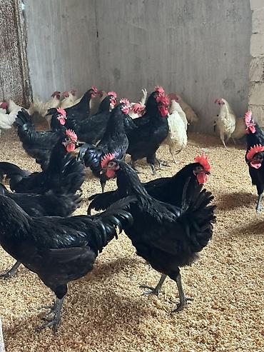 en ucuz uce: Toyuq, Australorp, Ətlik, Pulsuz çatdırılma — 5
