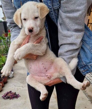cau cau stenci: Mešanac labradora, žensko štene na poklon Poklanjam žensko štene