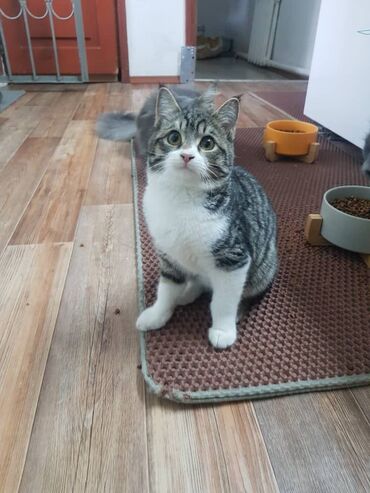 нашли кошку: Кошка даром: Беспородная, Мальчик, Приучена к лотку, Проглистована