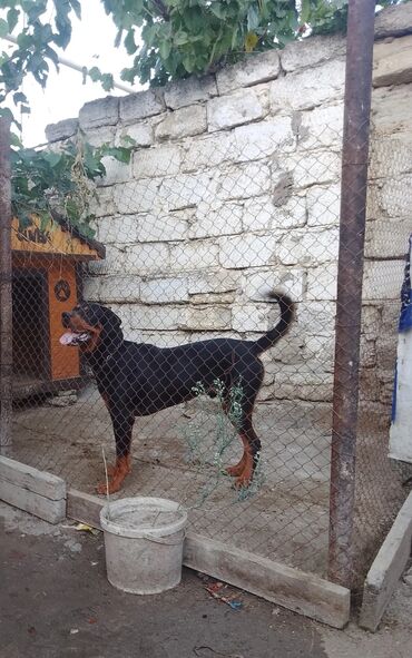 Akvariumlar: Rotveyler, 10 ay, Erkek, Sənədli