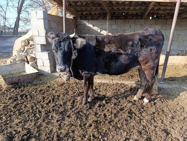 Коровы, быки: Продаю | Корова (самка) | Для разведения | Привязанные — 9