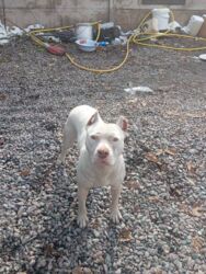 продам собаку объявление sobaka: Срочно! Собака среднего размера, прямые стоячие уши, компактное