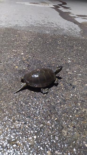 Аквариумы: Tısbağa 🐢🐢🐢🐢🐢 ünvan, Bakı şəhəri, Nizami metrosu yaxınlığında — 2
