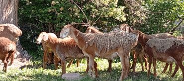 Бараны, овцы: Продаю | Овца (самка), Ягненок | Гиссарская, Арашан | Для разведения | Матка, Ярка, Ягнившаяся