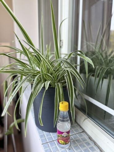 Хлорофитумы: Хлорофитум (Chlorophytum comosum) в горшке - Крупные, пышные розетки