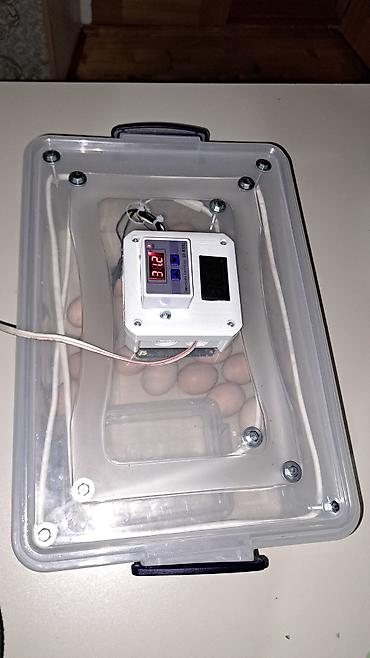 İnkubatorlar: Tam avtomat — 8