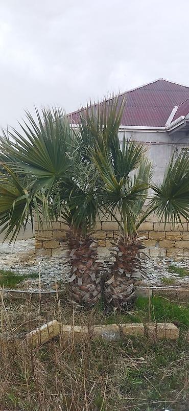 banan agaci: Palma ağacı satilir ikisi 500 e fikri ciddi olanlar narahat elesin — 1