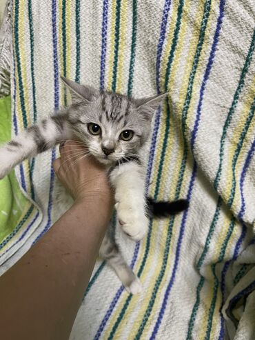 кошка с разными глазами: Скотиш Страйт (Шотландиялык тик кулактуу), 2 айлык, Эркек, Лотокко барууга үйрөтүлгөн, Курттардан тазаланган