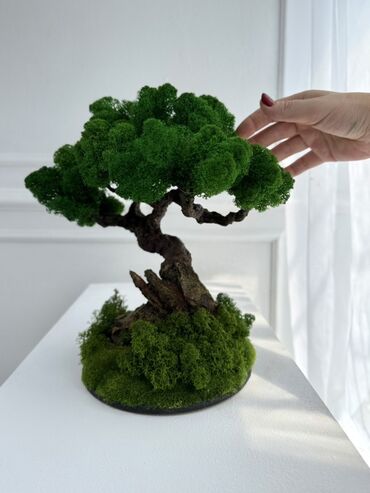 бонсай бишкек: Мини-дерево Бонсай из живого стабилизированного мха 🌿 Уникальный