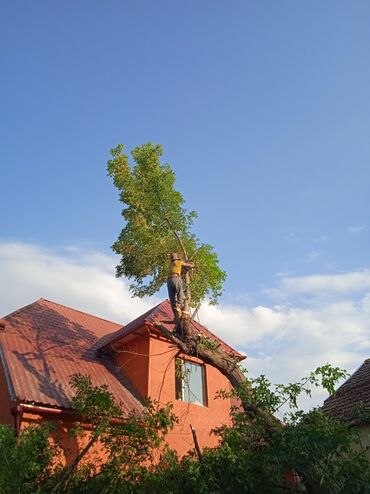 Спил деревьев, заготовка дров: Пилью деревья Профессионально оперативно быстро спил любой сложности — 15