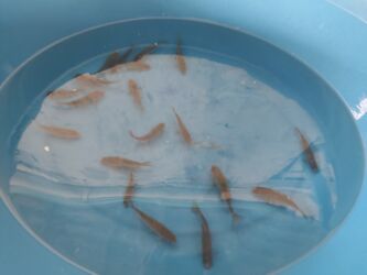 Balıqlar: Balig 19 ededi kalp baligi — 5