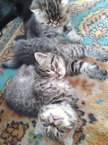 Продажа кошек: Шотландские котята. 1,5 месяца. 2 девочки, мальчик на брони — 1