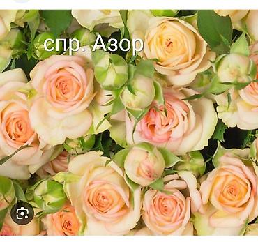 Роза: Instagram: #rozaelite Продаю саженцы роз с открытой корневой — 8