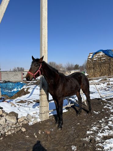 Лошади, кони: Продаю | Жеребец | Английская