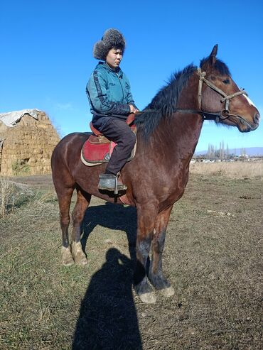 Лошади, кони: Продаю | Жеребец | Рабочий — 3