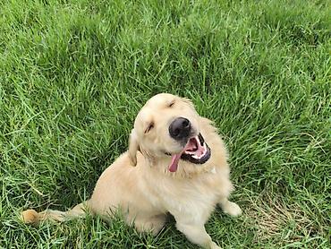 labrador it: Retriever — 9