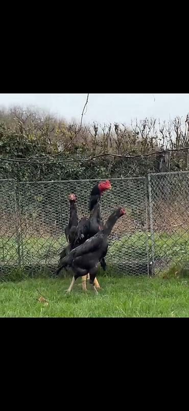 Toyuqlar: Toyuq, Damazlıq — 4