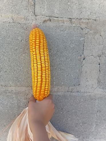 дом для кур: Кукуруза В розницу — 1