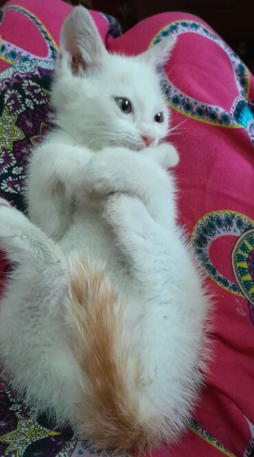 ошейник для кота: Котёнок Шустрик, около 3х месяцев. мама Японский бобтейл, папа белый