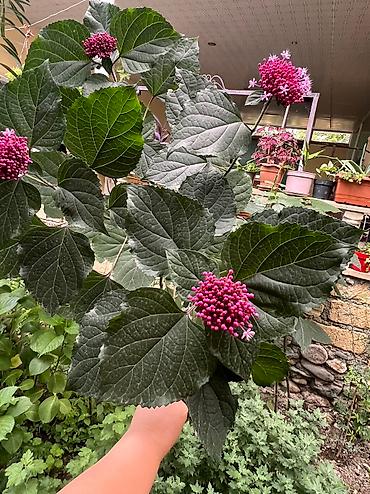 Otaq bitkiləri: Her cure guler var veregliyin baxin ancag xanimlara satiş olur Gencedi — 28