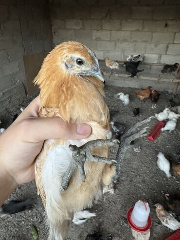 куры ломан браун: Цыплята возраст 3 месяца