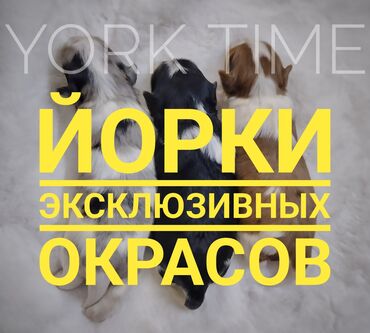 Продажа собак: Йоркширский терьер, 1 месяц, Самка, С прививкой, С родословной