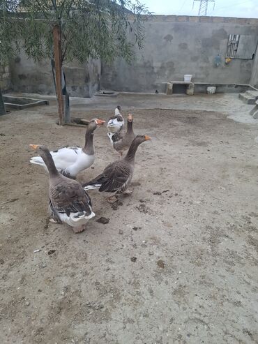 Qazlar: Yerli qaz alesi satlir 4 ana qaz 1 erkeg 6 dende balsi 1 ay olar bala — 3