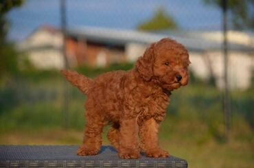 Psi: Toy pudle Odgajivacnica "Team AS Trajkovic" u ponudi ima prelepe toy — 8