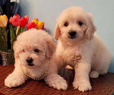 İtlər: Pudel, 2 ay -da lalafo.az — 1 İtlər: Pudel, 2 ay — 1