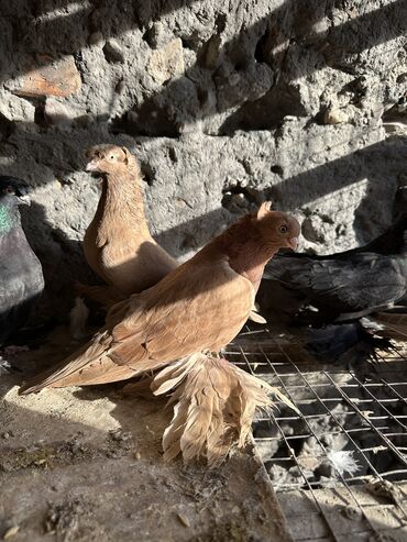 Птицы: Продаю голубей!!!! На фото представлены голуби разных пород. Цены на — 32