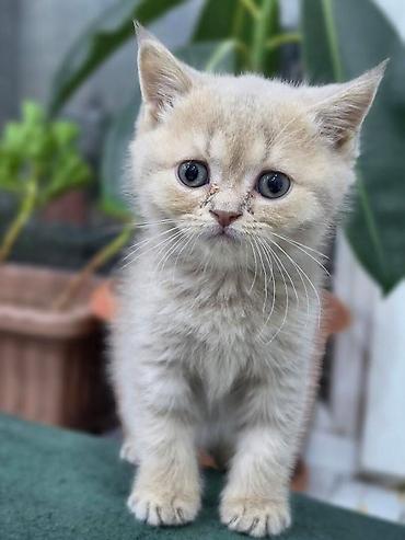 Кошки: Шотландская вислоухая, Самка — 1