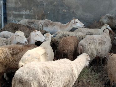 K/t heyvanları üçün mallar: Dişi, il: 5, Damazlıq, Südlük, Ətlik, Ödənişli çatdırılma