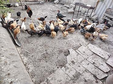 yumurtlayan toyuqlar satilir: Hamisi saglam yumurtalayan toyuqlardi — 1