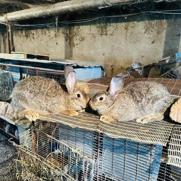 кролики фландр: Продаю | Крольчиха (самка) | Фландр | Для разведения | Племенные