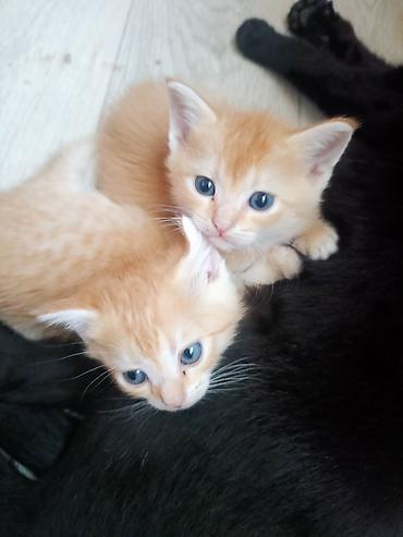 Животные: Котята с классическим тигровым (табби) окрасом. - Возраст на фото — 6