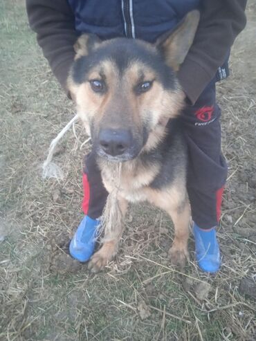 акустические системы nigin колонка в виде собак: Немецкая овчарка (чёрно‑рыжий окрас) - Пол: самец - Тип: крупная