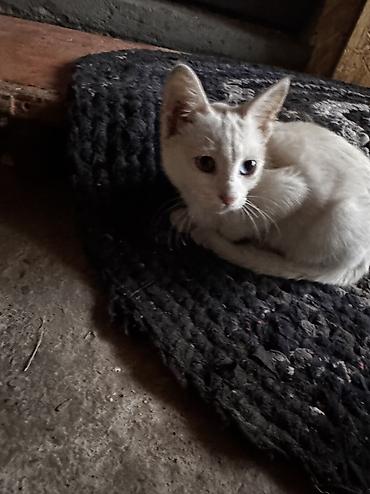 Животные: Котенок 2 месяца к лотку приучен глаза разного цвета — 3