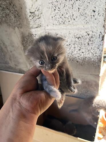 домашний животные: Заголовок: Очаровательные шотландские котята (помесь) Текст: Продаются — 7