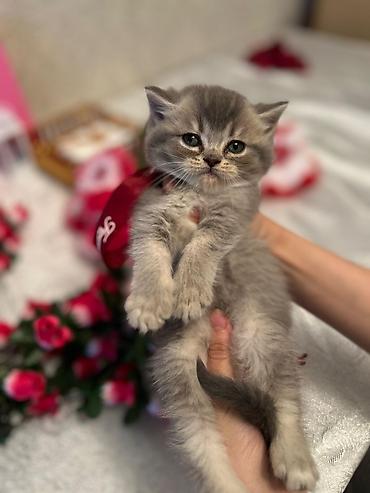 Pişiklər: Şotland — 9