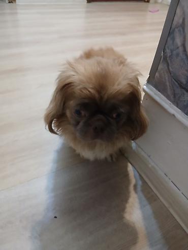 balaca it qiymetleri: Salam satılır 300 azn pekines itdi yükü karişnvi renk butun iyneleri — 4